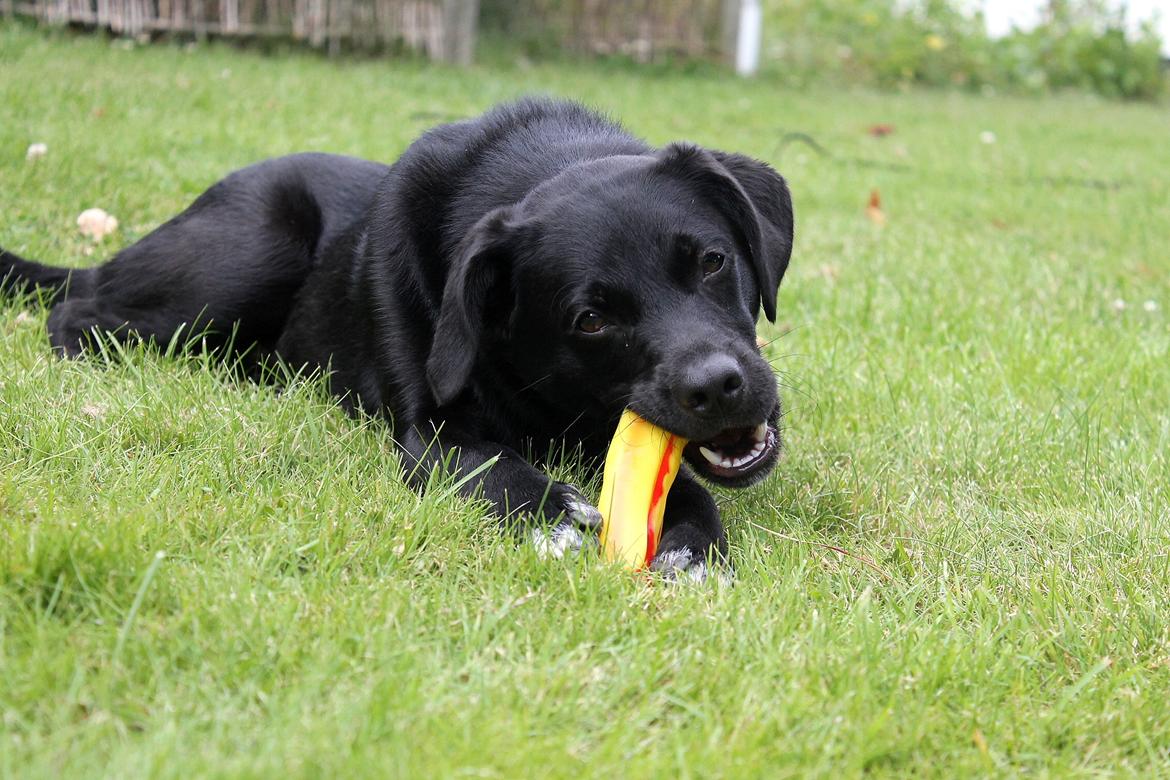 Blanding af racer Ludvig billede 1