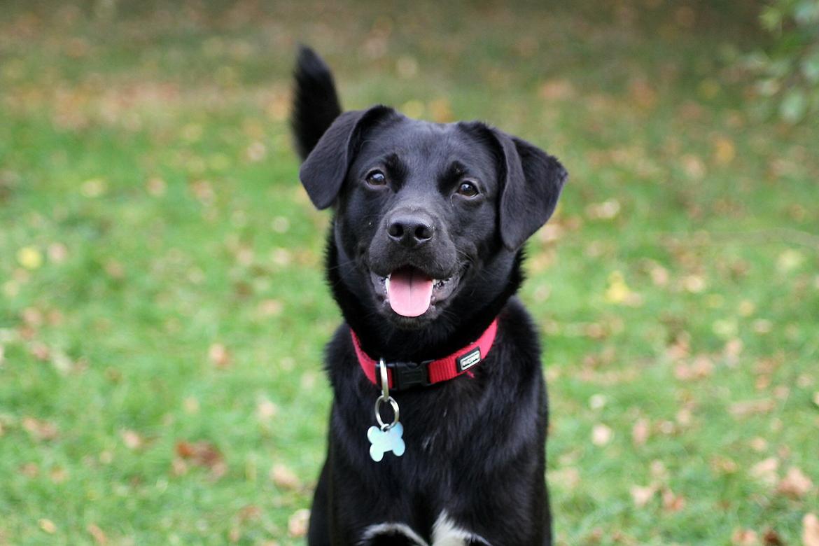 Blanding af racer Ludvig billede 3