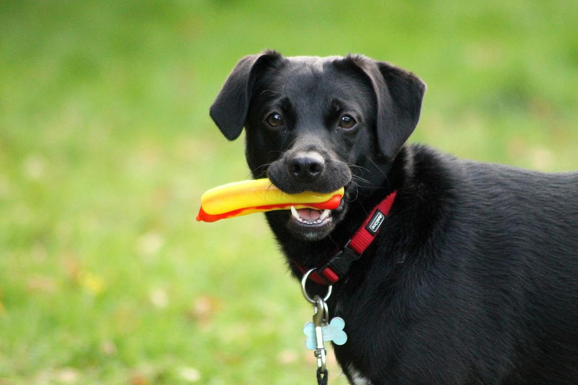 Blanding af racer Ludvig billede 2