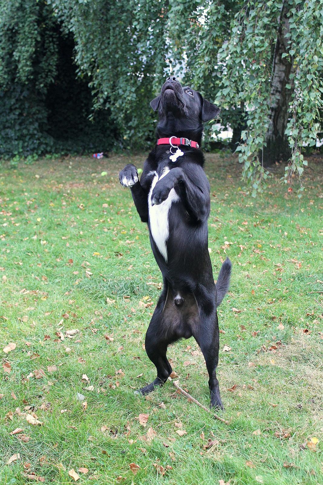 Blanding af racer Ludvig billede 4