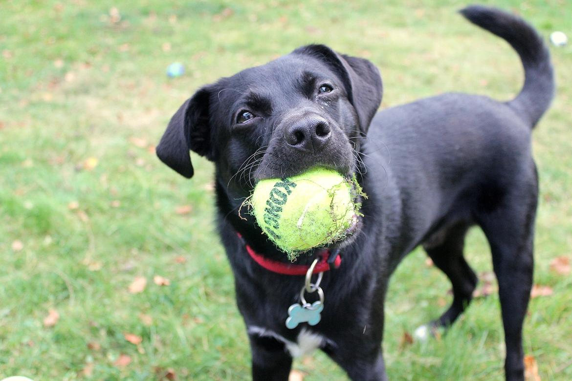 Blanding af racer Ludvig billede 5