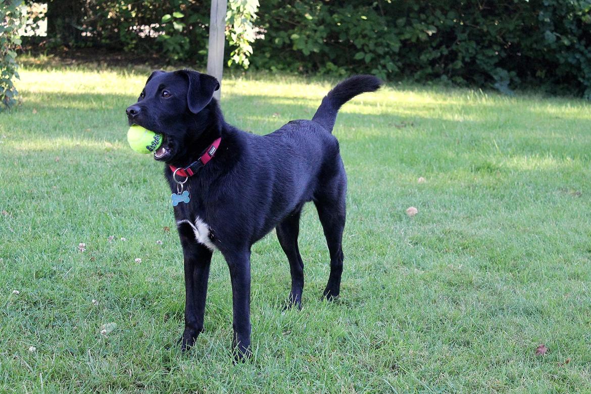 Blanding af racer Ludvig billede 6