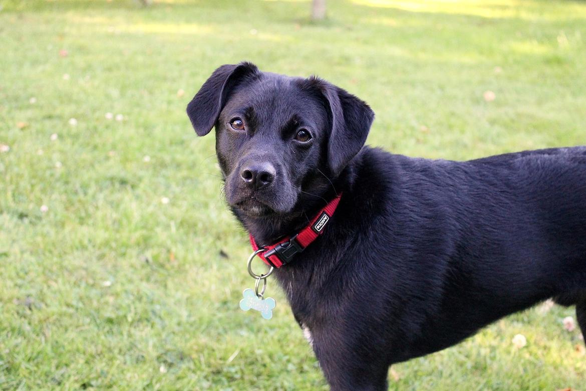 Blanding af racer Ludvig billede 7