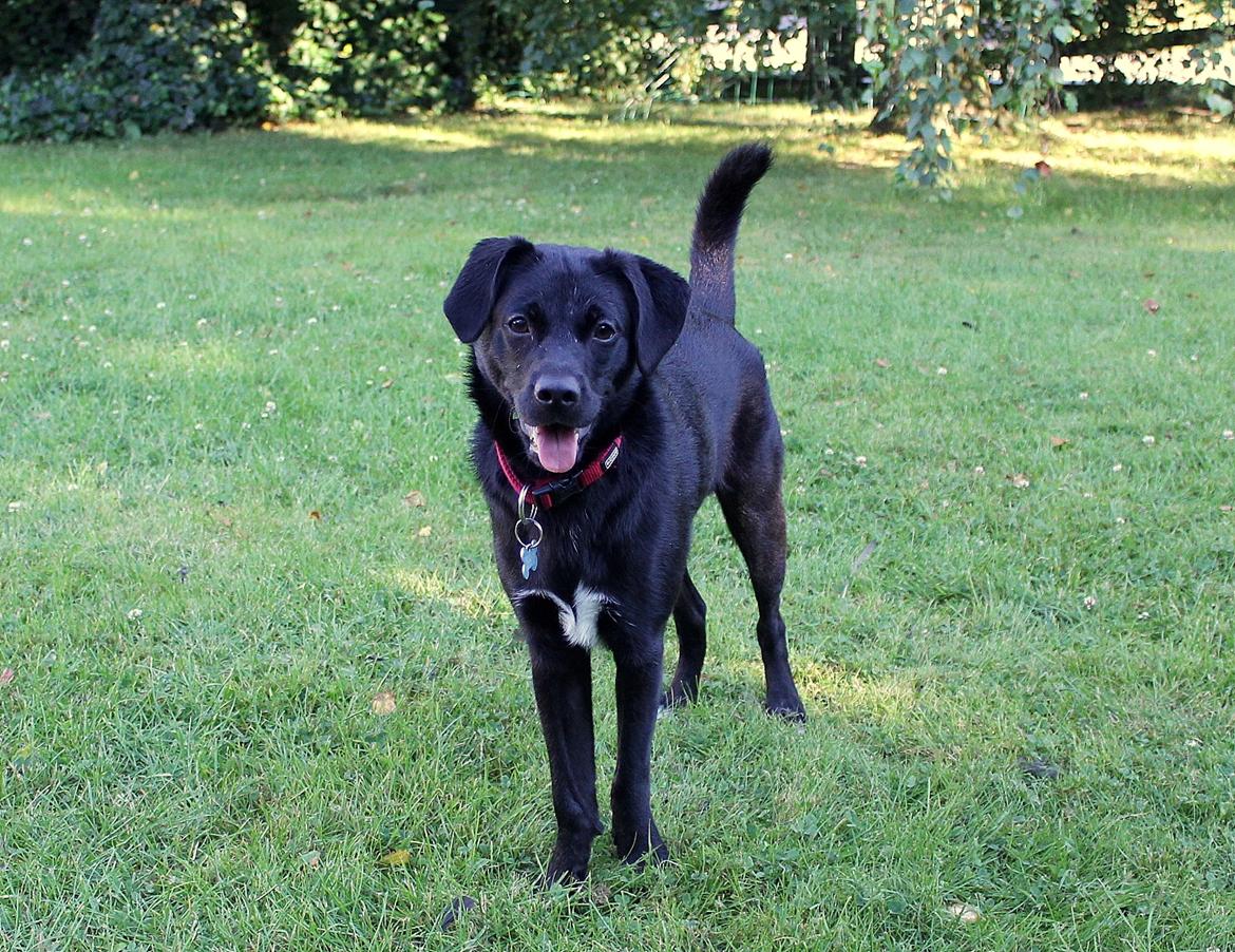 Blanding af racer Ludvig billede 9