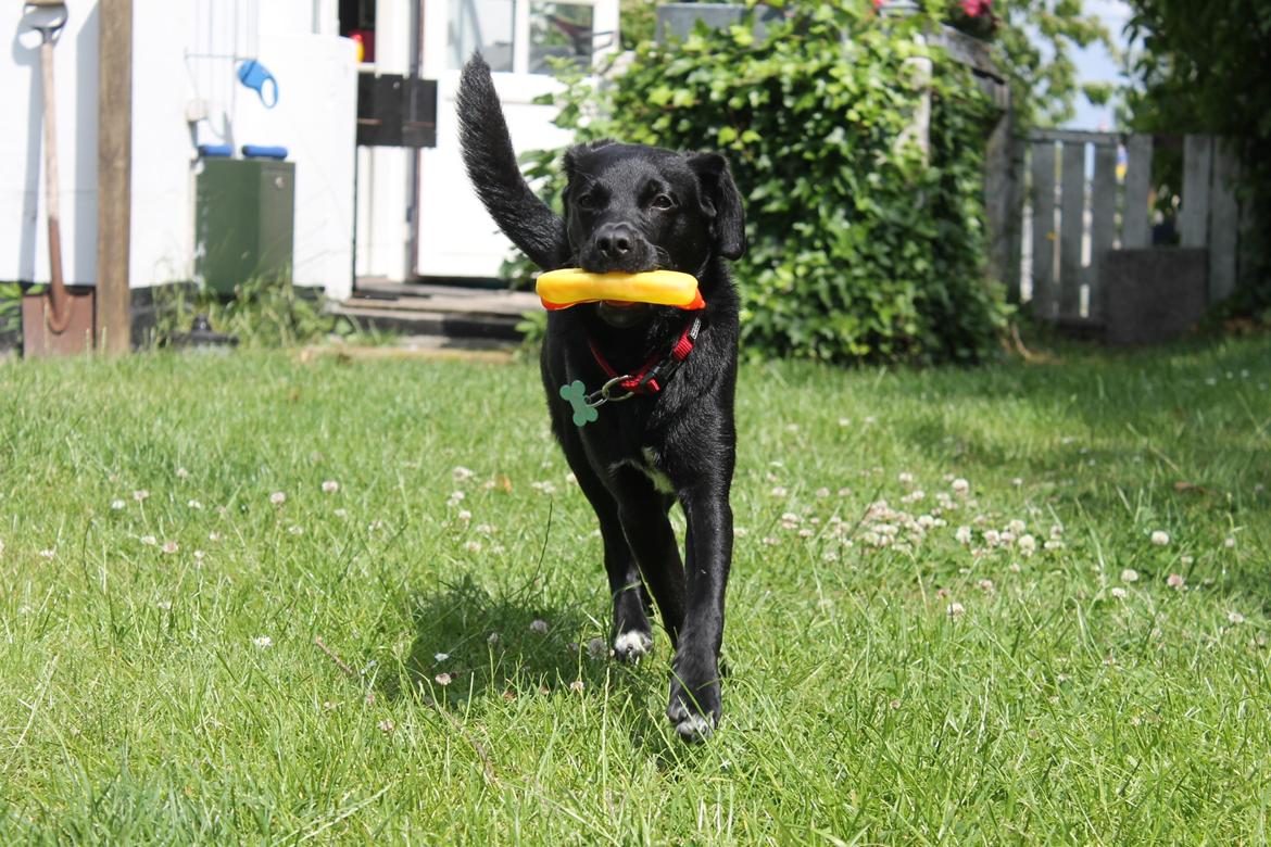 Blanding af racer Ludvig billede 8