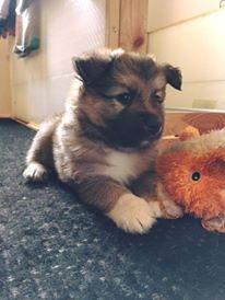 Islandsk fårehund Olaf billede 1