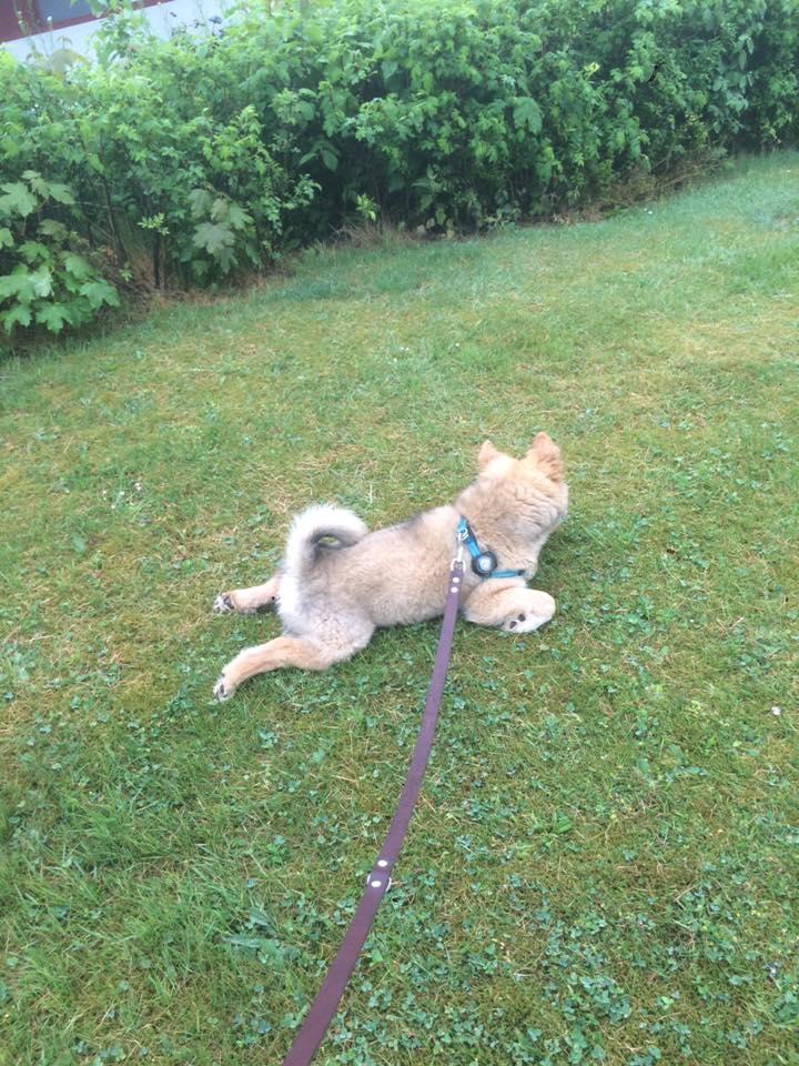 Islandsk fårehund Olaf billede 3