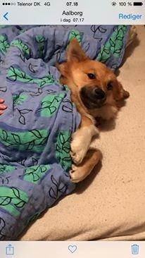 Islandsk fårehund Olaf billede 4