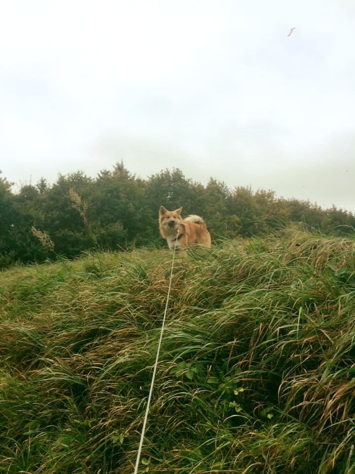 Islandsk fårehund Olaf billede 5