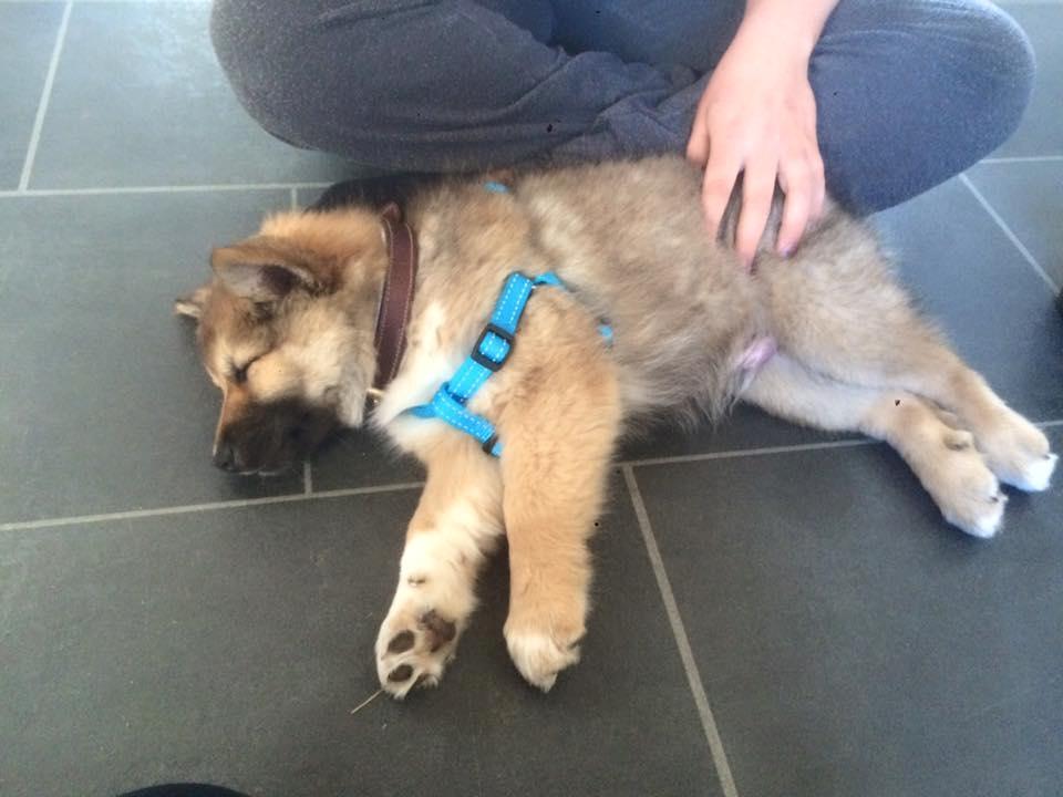 Islandsk fårehund Olaf billede 2