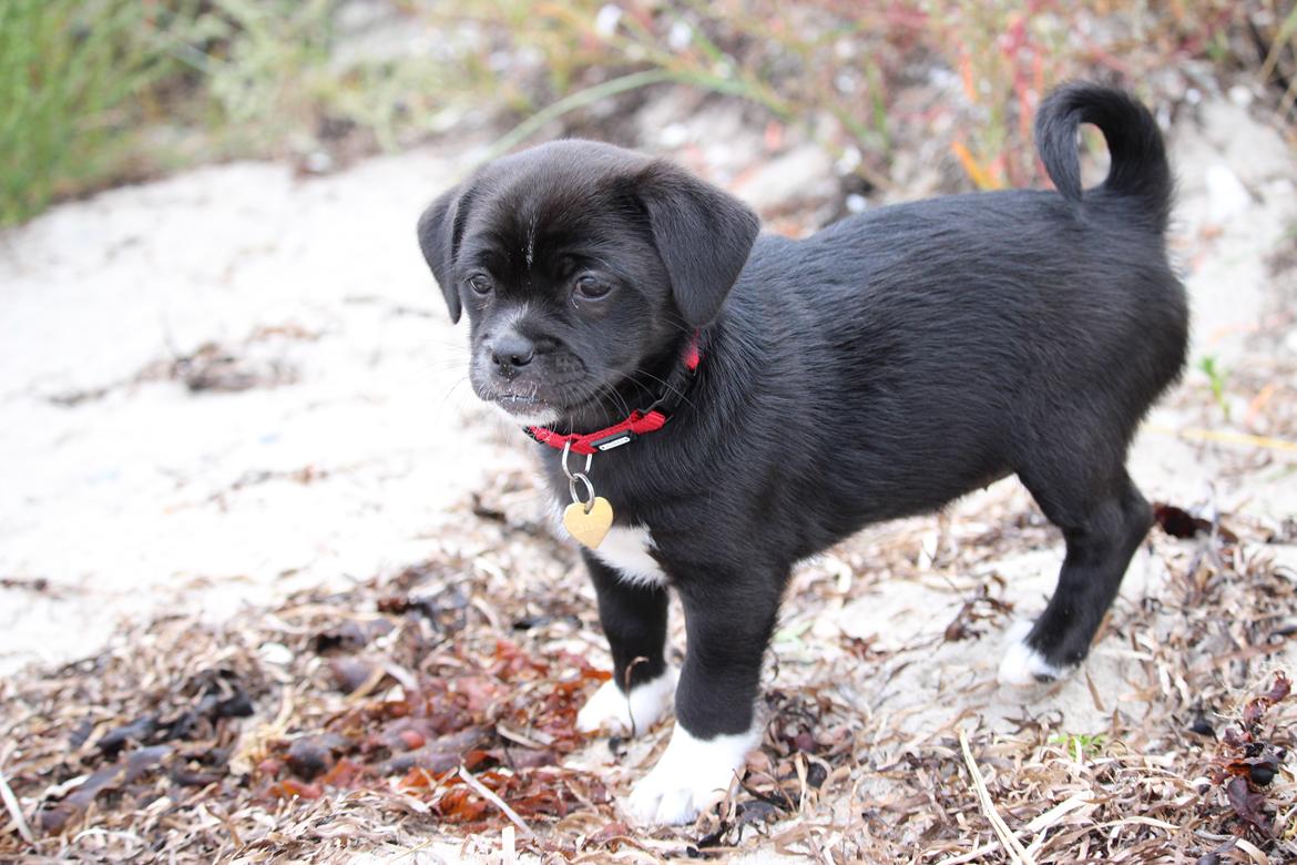 Blanding af racer Cassidy billede 2