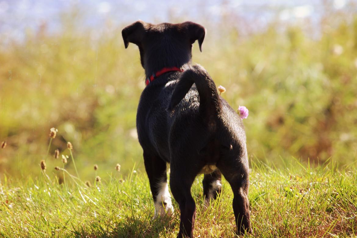 Blanding af racer Cassidy billede 4