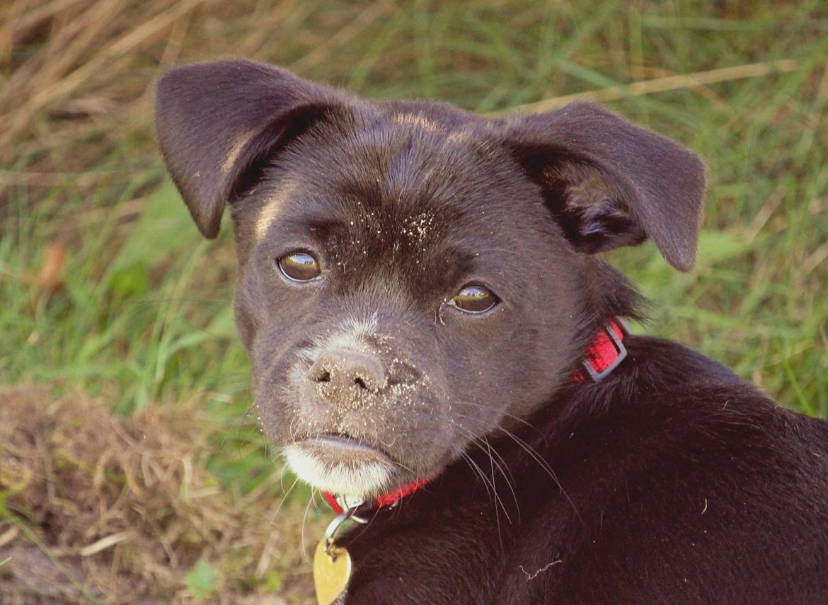 Blanding af racer Cassidy billede 3