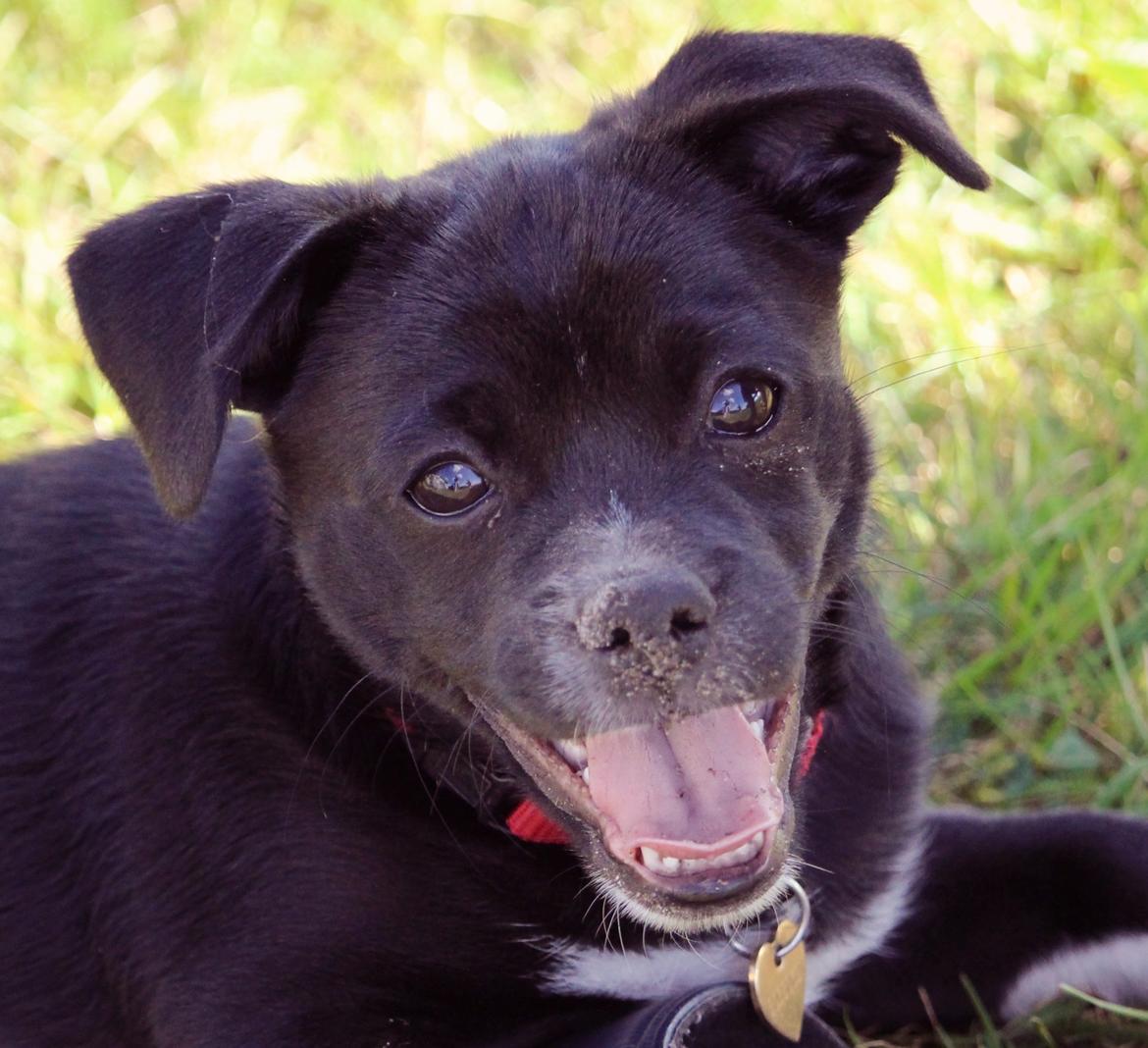 Blanding af racer Cassidy billede 6