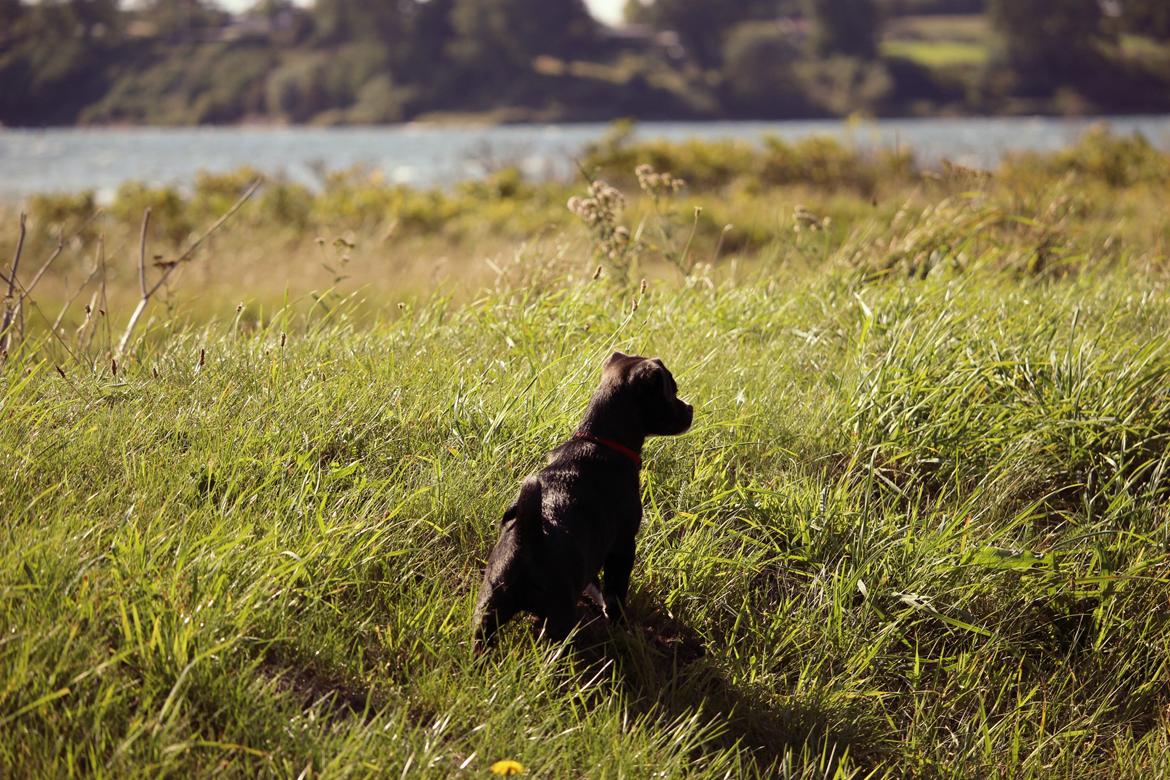 Blanding af racer Cassidy billede 7