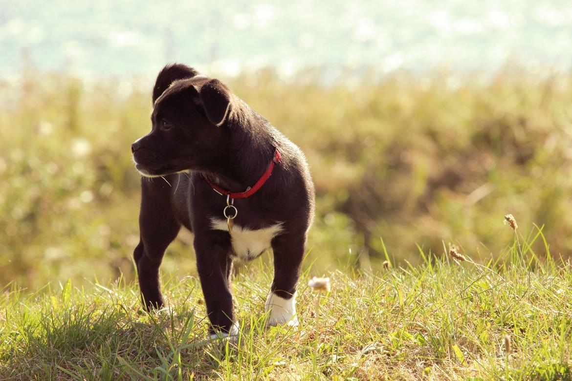 Blanding af racer Cassidy billede 5