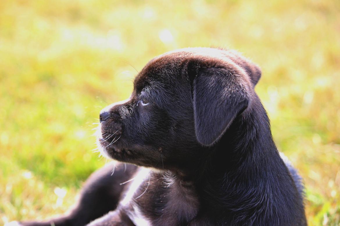 Blanding af racer Cassidy billede 1