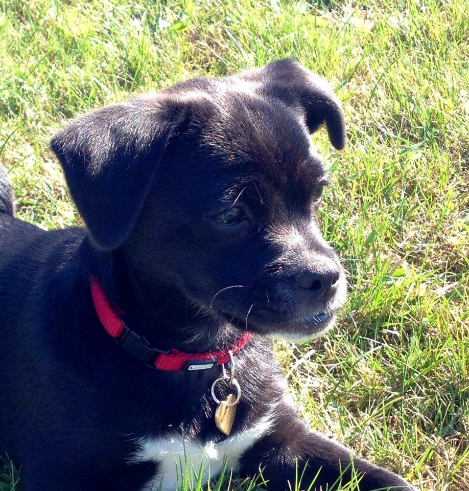 Blanding af racer Cassidy billede 8