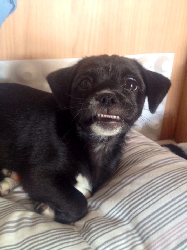 Blanding af racer Cassidy billede 9