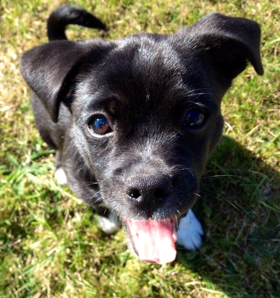 Blanding af racer Cassidy billede 11