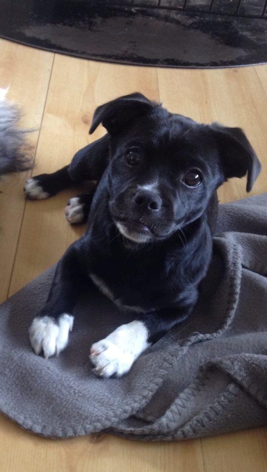 Blanding af racer Cassidy billede 10