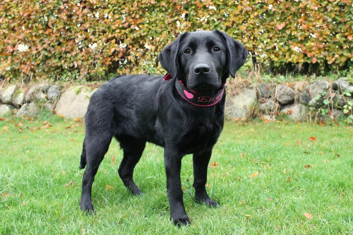 Labrador retriever Enya billede 14