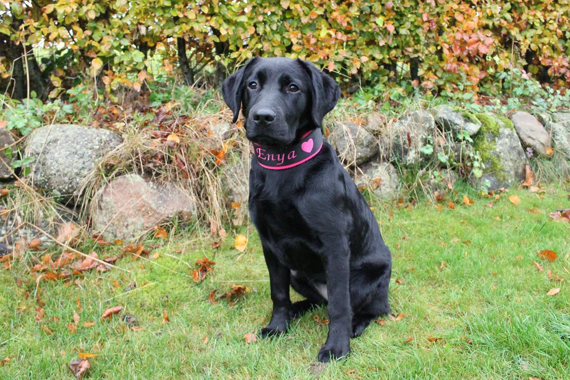 Labrador retriever Enya billede 16