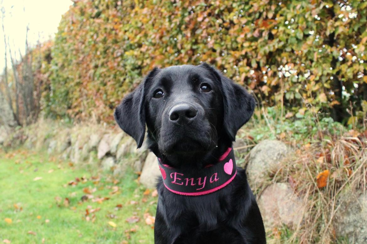 Labrador retriever Enya billede 15