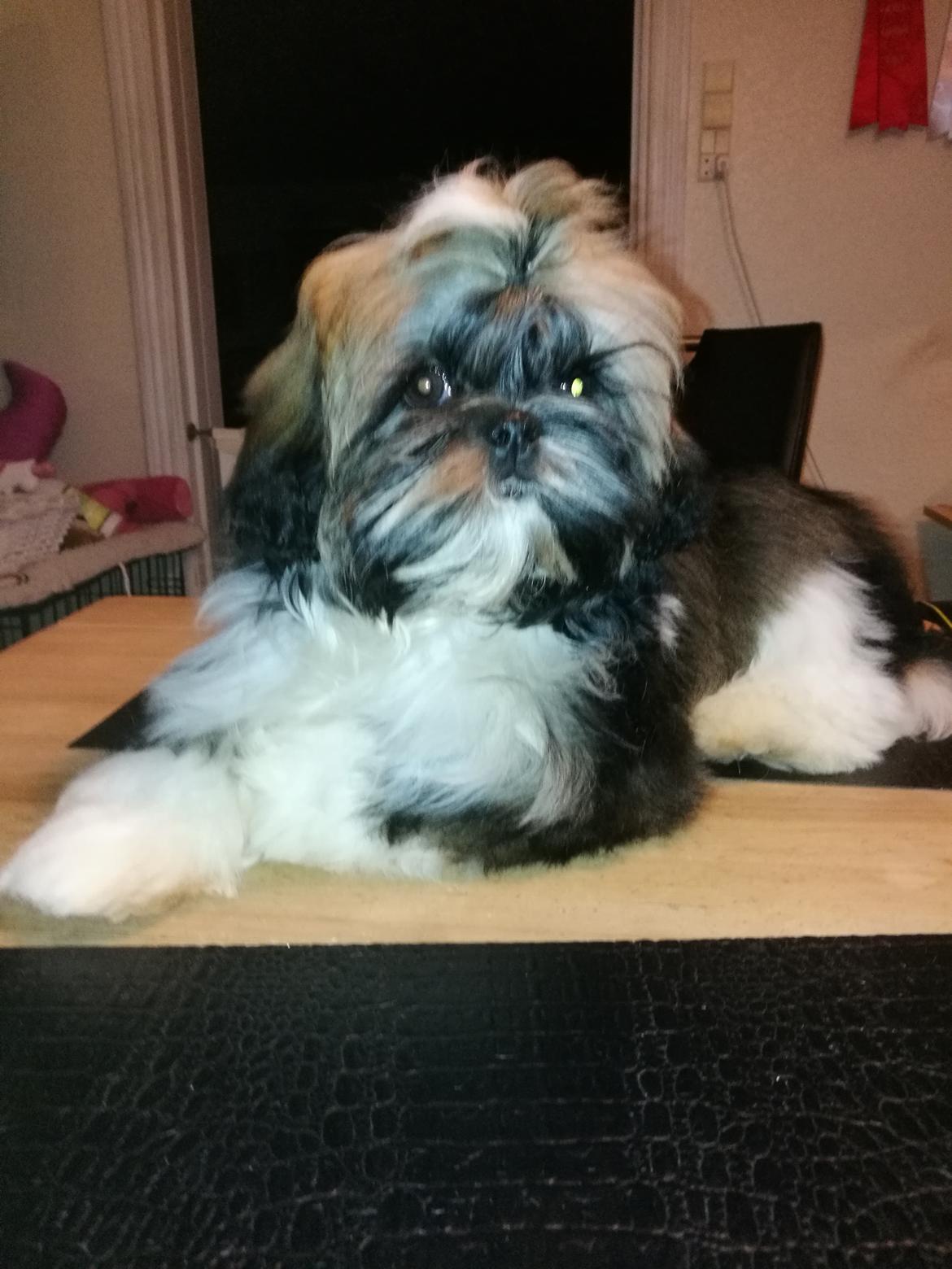 Shih tzu Perle "fra Mønsted's hunde" billede 12