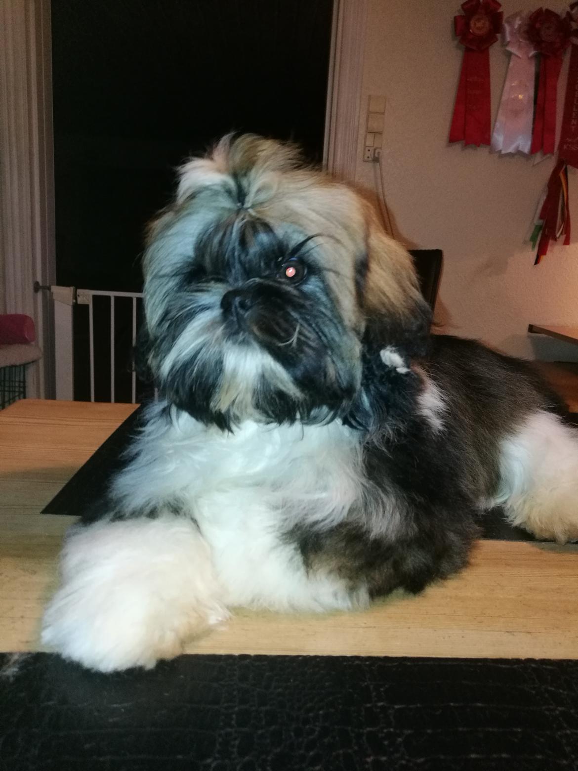 Shih tzu Perle "fra Mønsted's hunde" billede 13