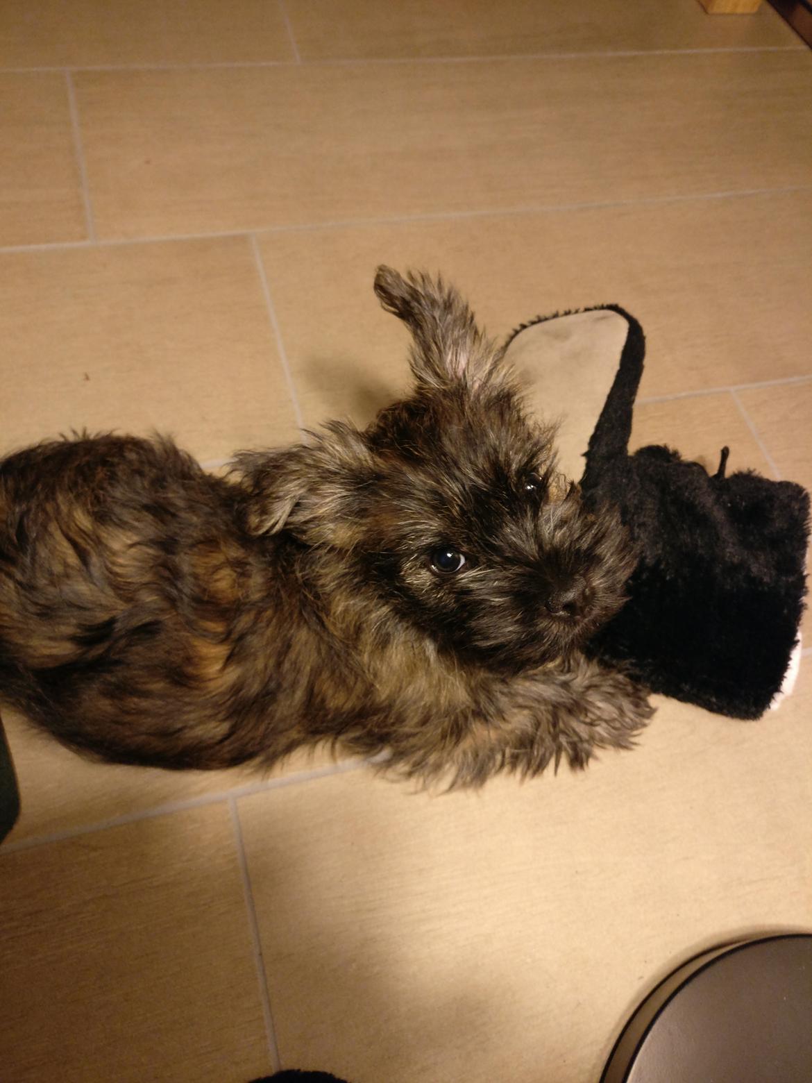 Cairn terrier Balder billede 1