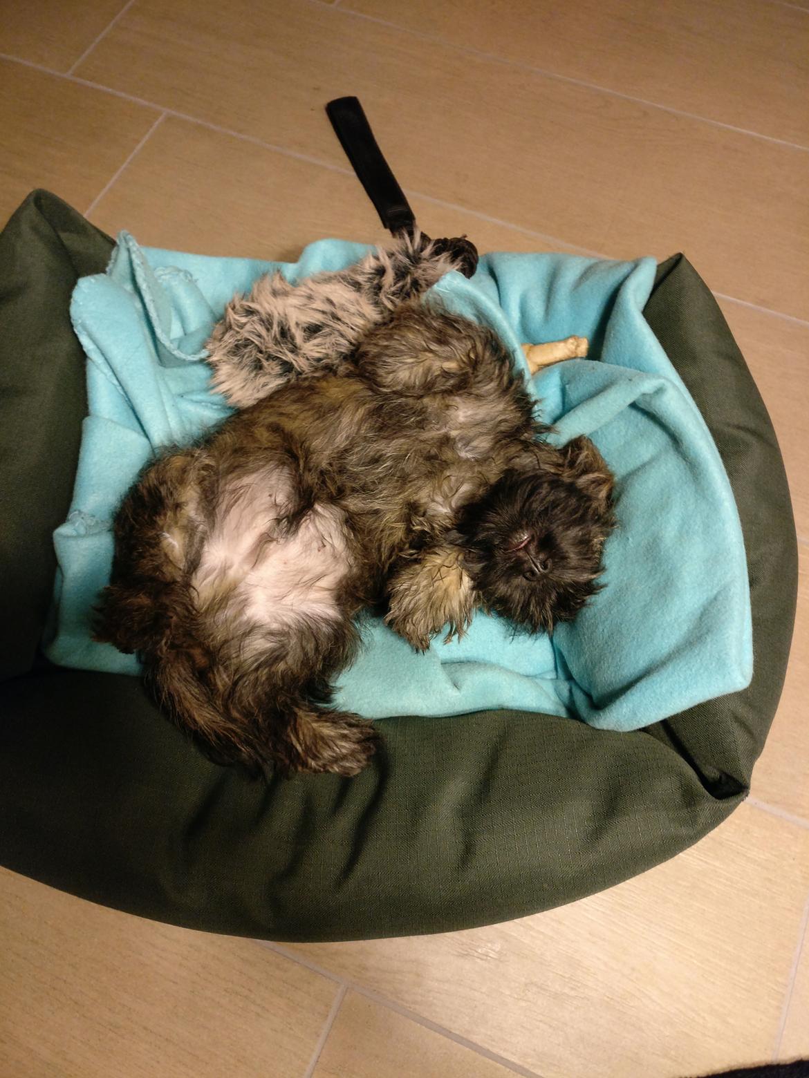 Cairn terrier Balder billede 2