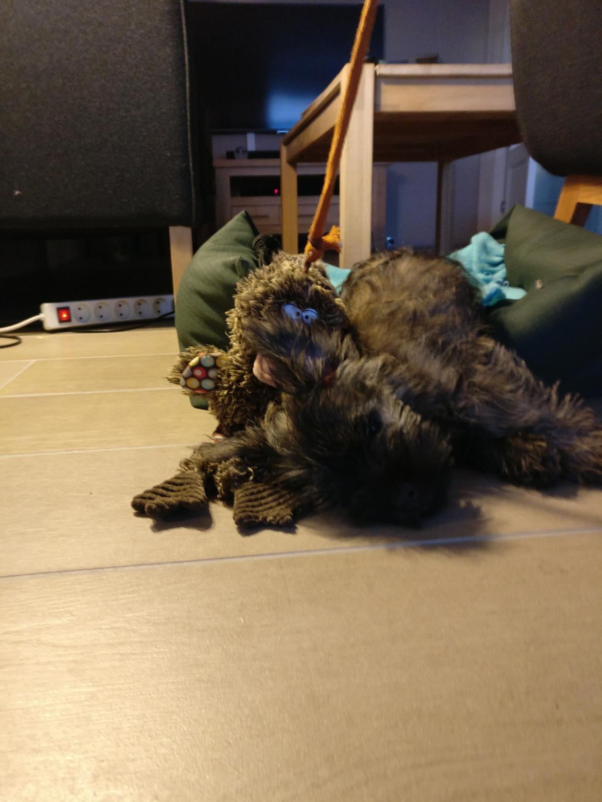 Cairn terrier Balder billede 3