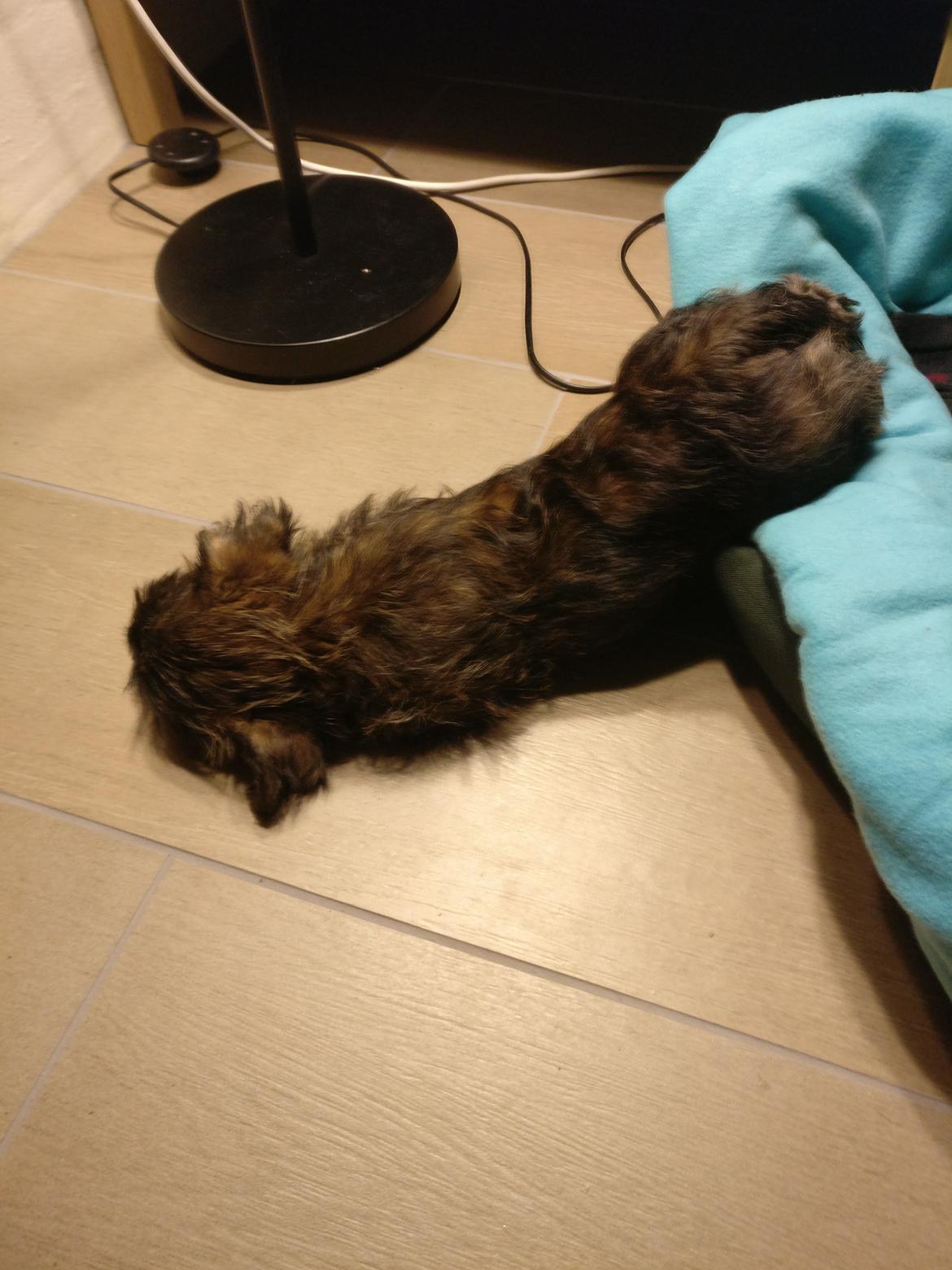 Cairn terrier Balder billede 4