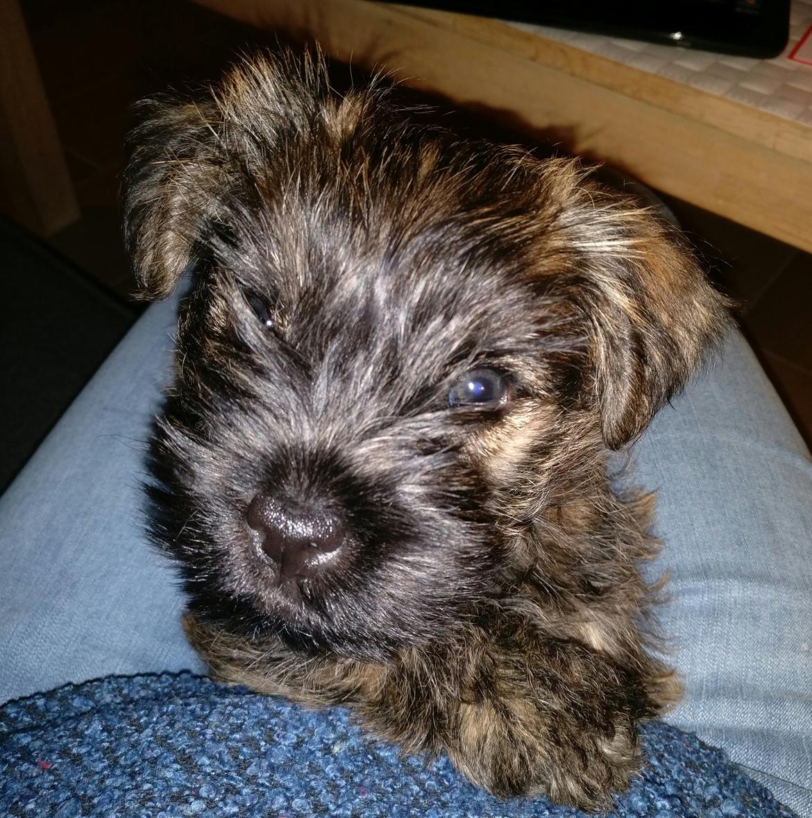 Cairn terrier Balder billede 5