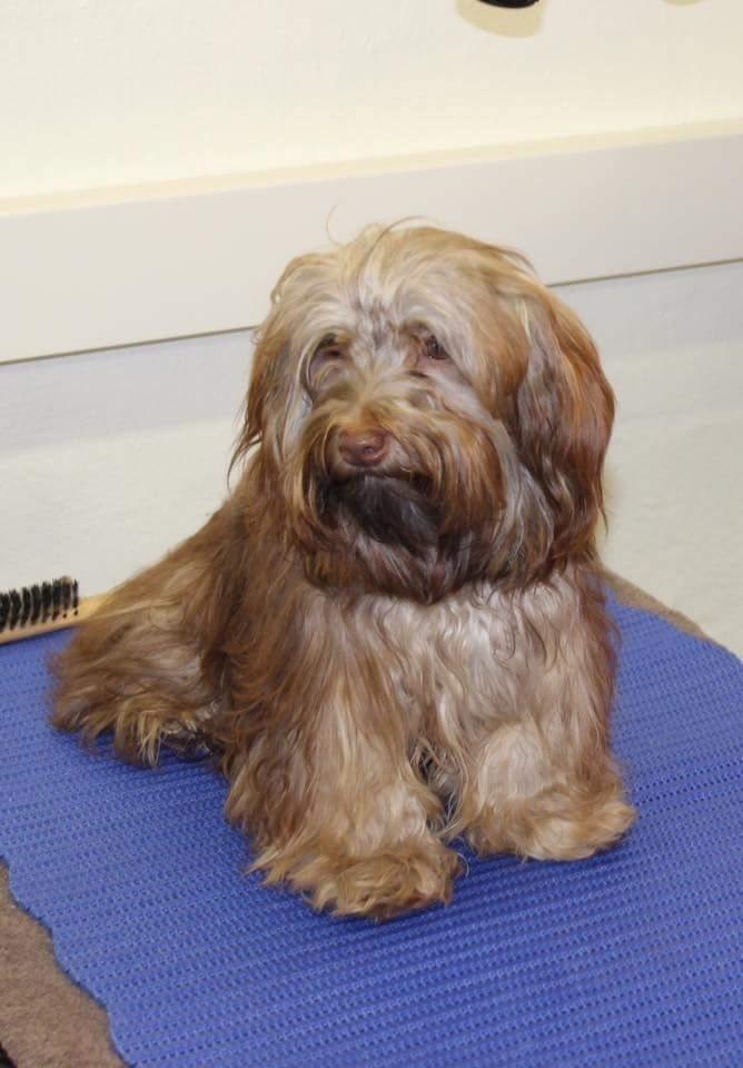 Bichon havanais Freya - før Soignering 10 md  billede 5