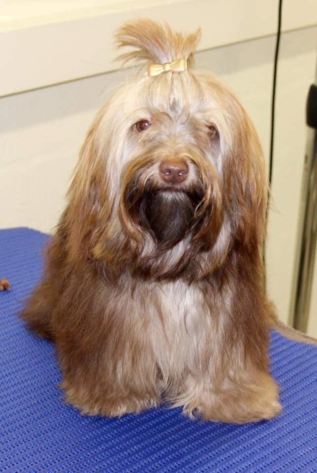 Bichon havanais Freya -  første Soignerings kursus 10 md billede 1