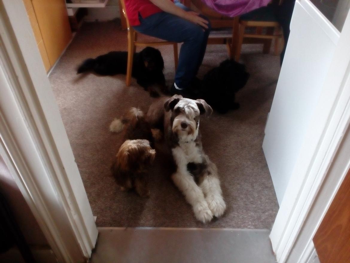 Bichon havanais Freya - mine bedste venner 8 md billede 3