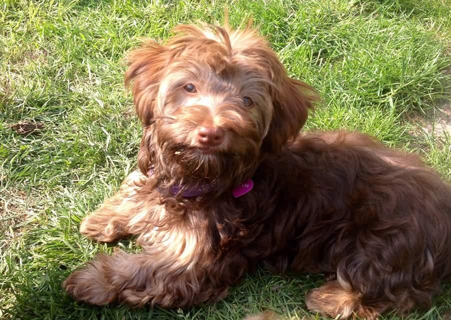 Bichon havanais Freya - ferie i Odense 6 md gammel  billede 4