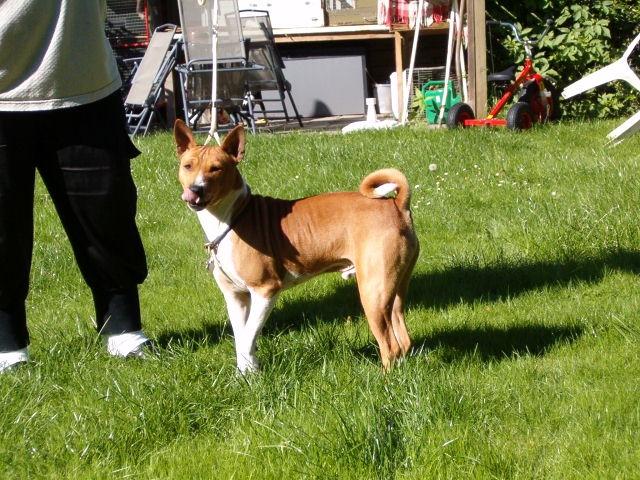 Basenji Aslan  billede 9