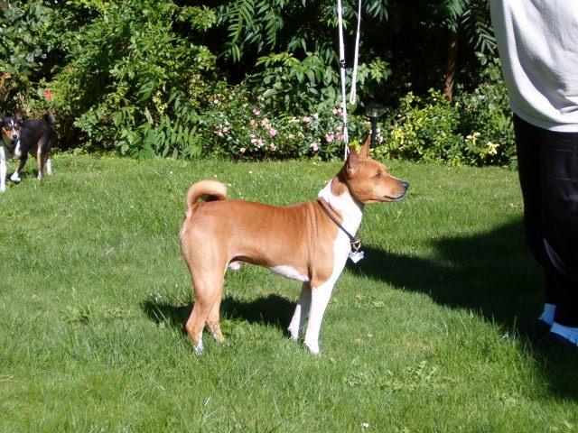 Basenji Aslan  billede 10