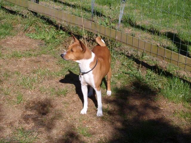 Basenji Aslan  billede 11