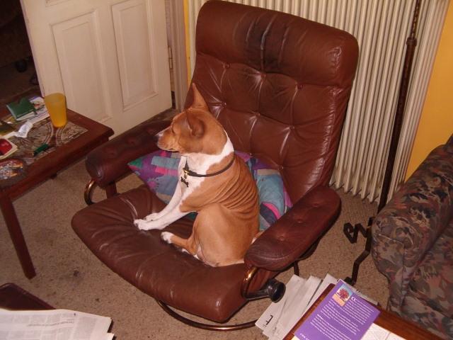 Basenji Aslan  billede 12