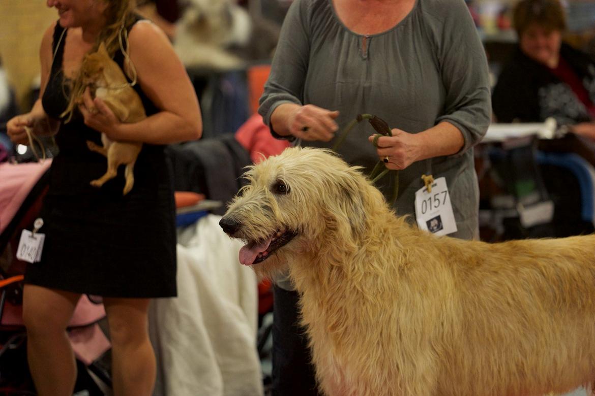 Irsk ulvehund Robin billede 10