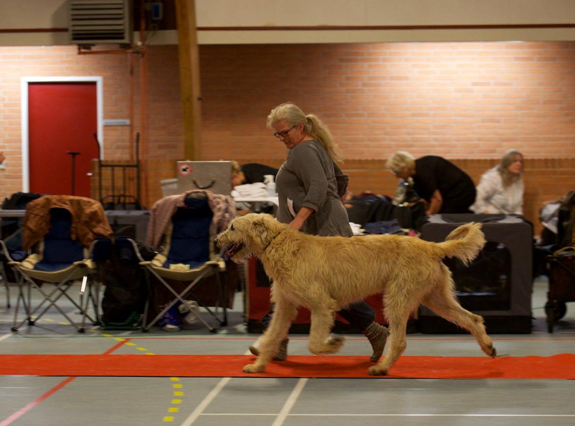 Irsk ulvehund Robin billede 12