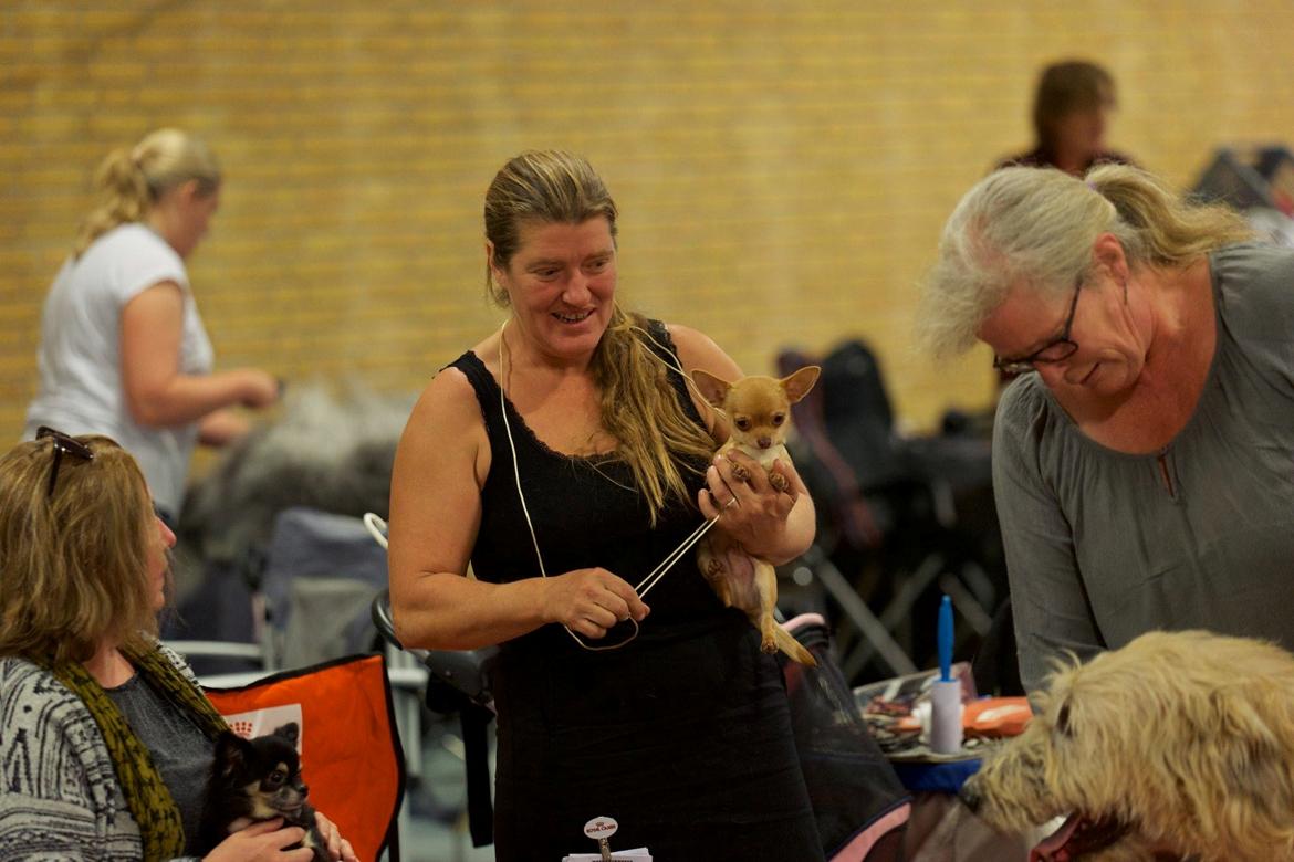 Irsk ulvehund Robin billede 13