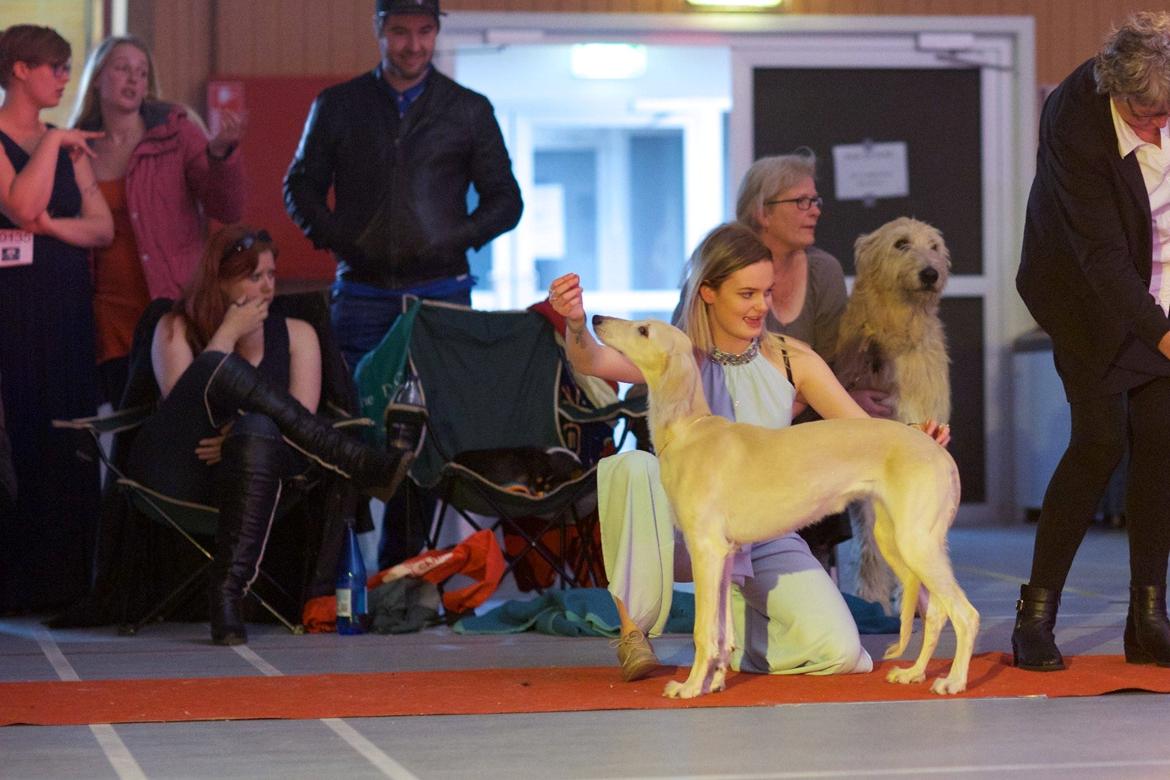 Irsk ulvehund Robin billede 14