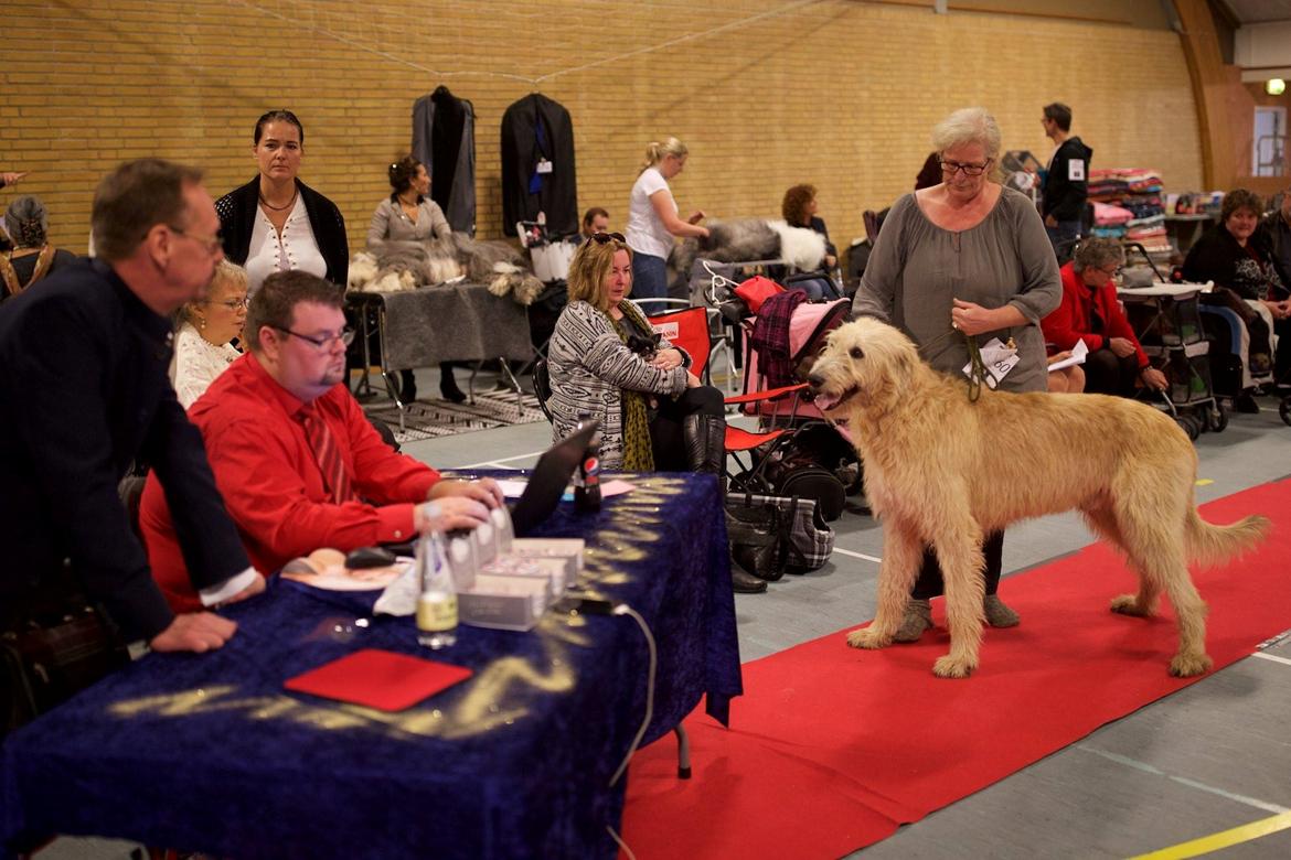 Irsk ulvehund Robin billede 15