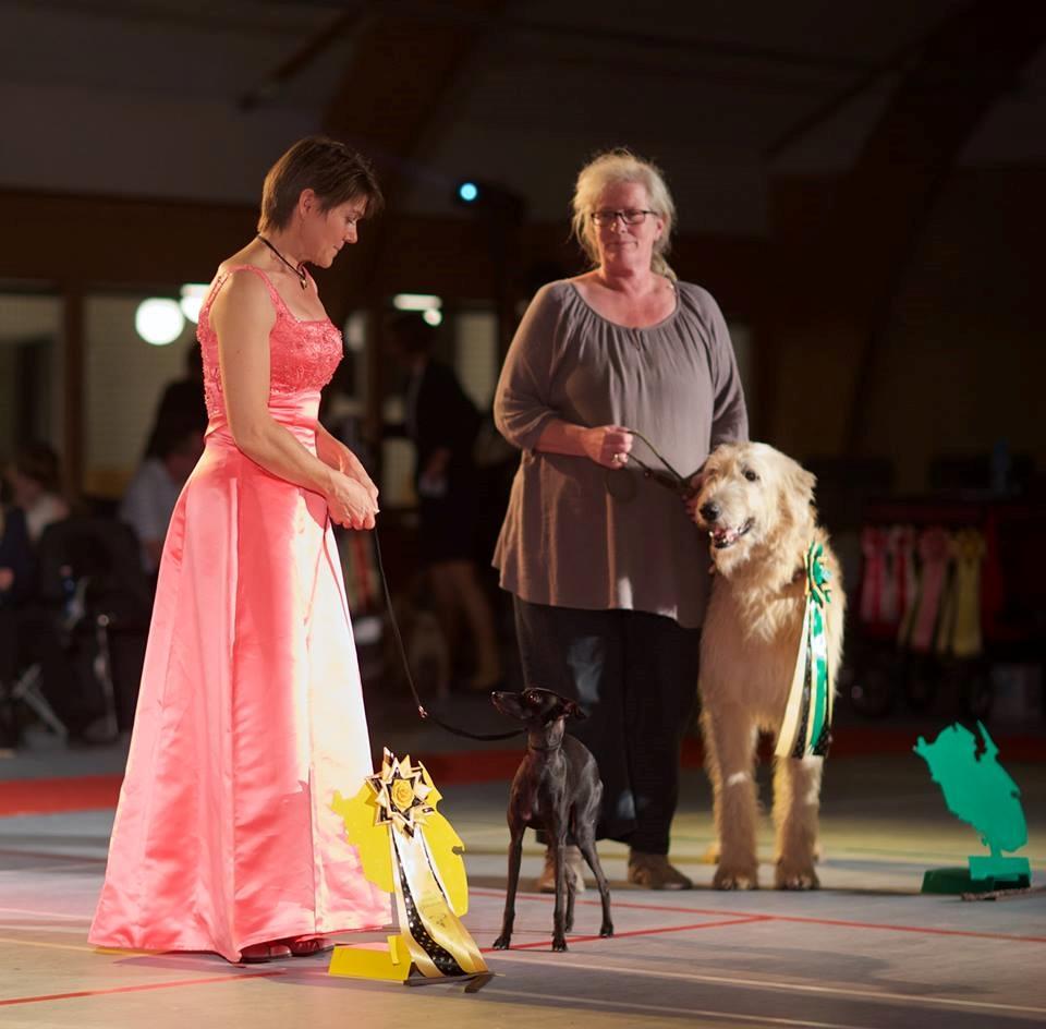 Irsk ulvehund Robin billede 16