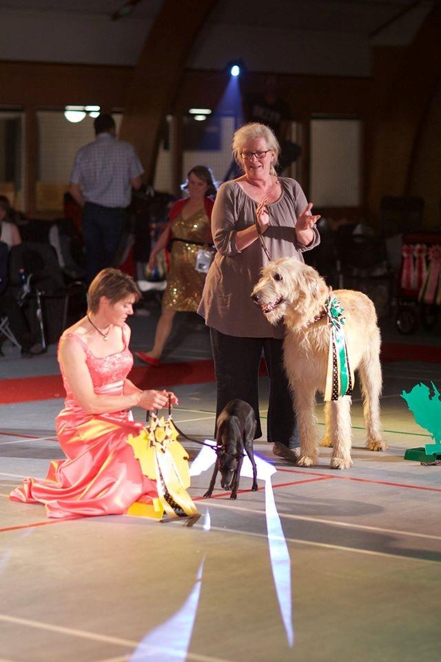 Irsk ulvehund Robin billede 17